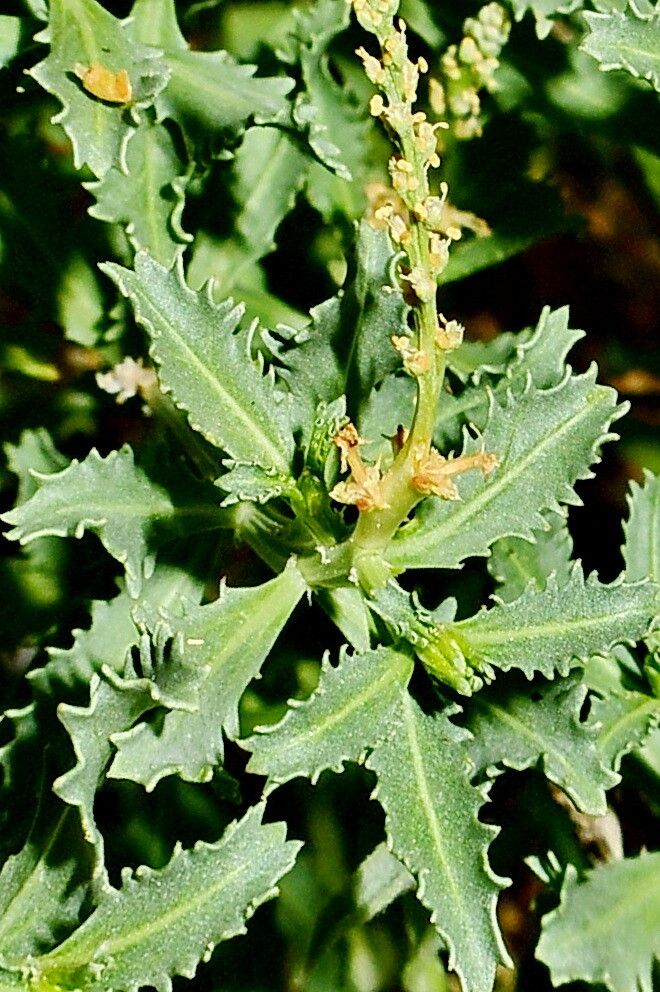 Stillingia treculiana — search result for 'Stillingia'