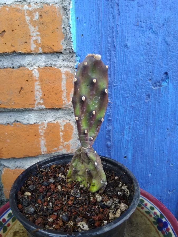 Opuntia delaetiana — search result for 'Opuntia'