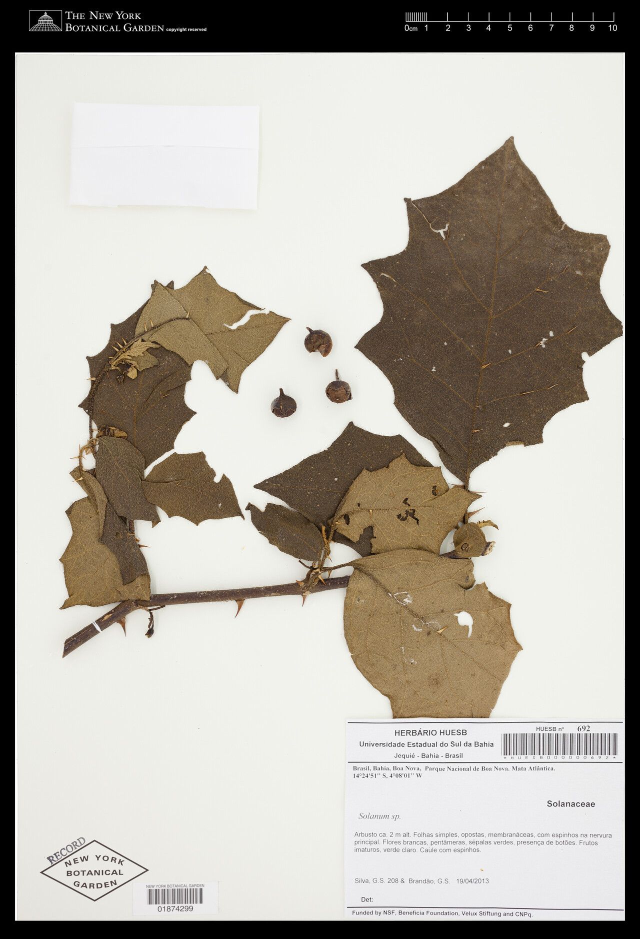 Solanum asterophorum — houseplant care guide