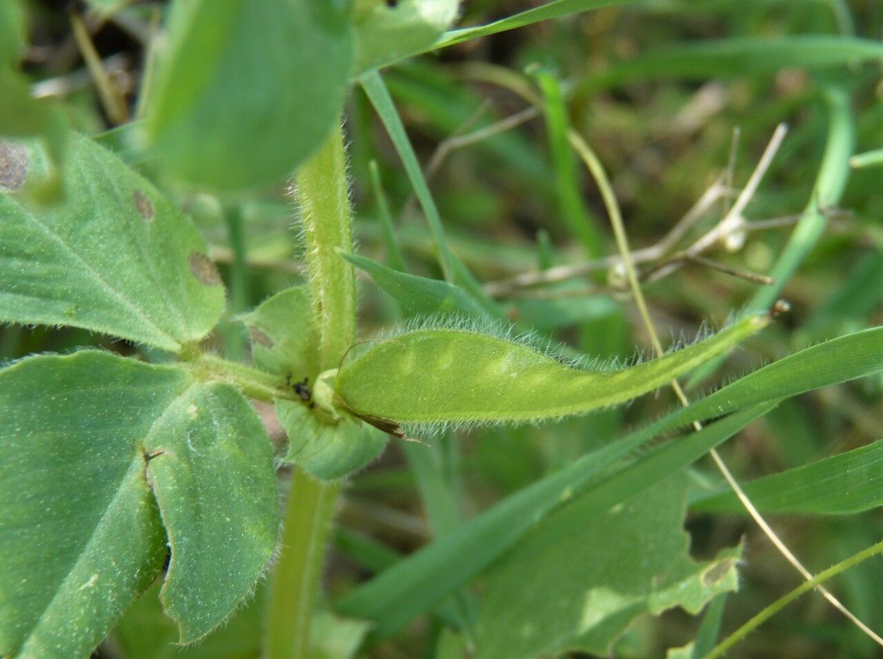 Vicia narbonensis fruit