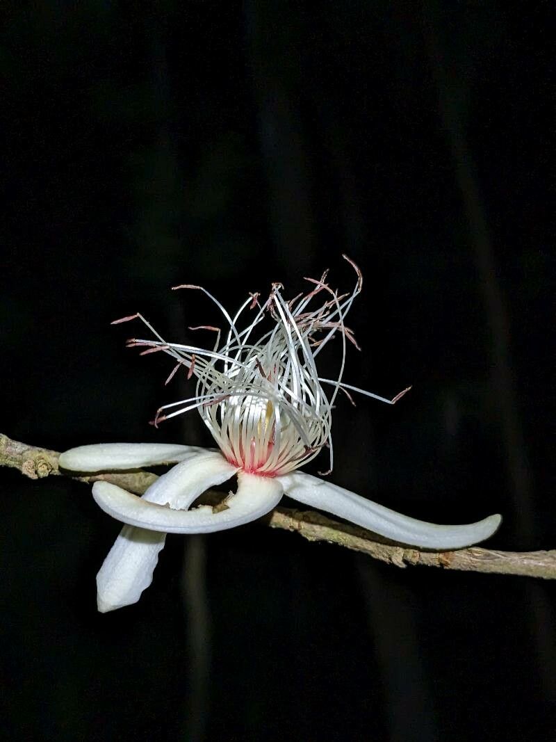 Ryania pyrifera — related species from the same genus