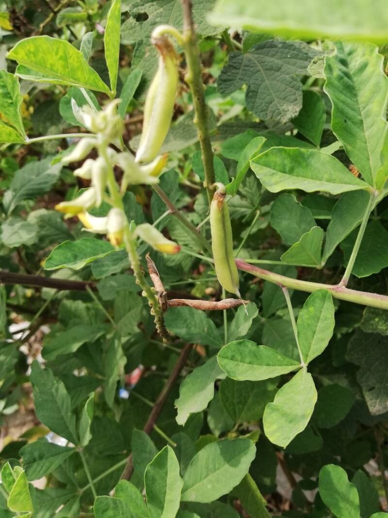 Crotalaria ochroleuca fruit