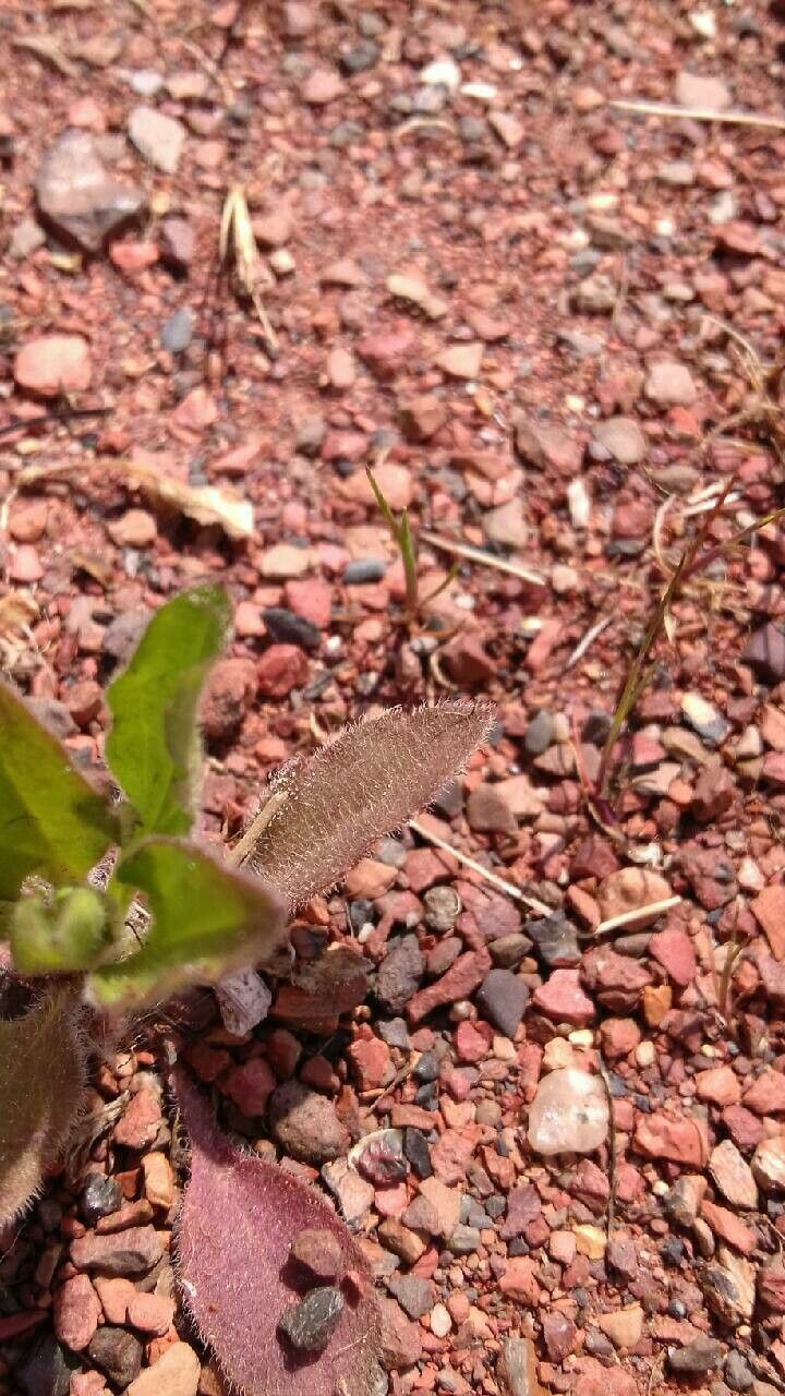 Hedypnois rhagadioloides leaf