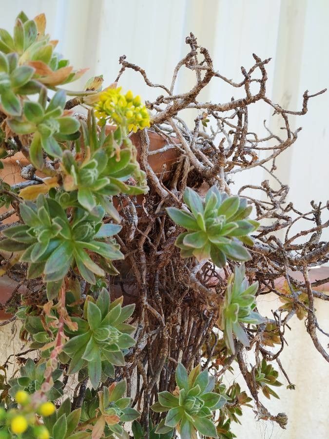 Aeonium simsii flower