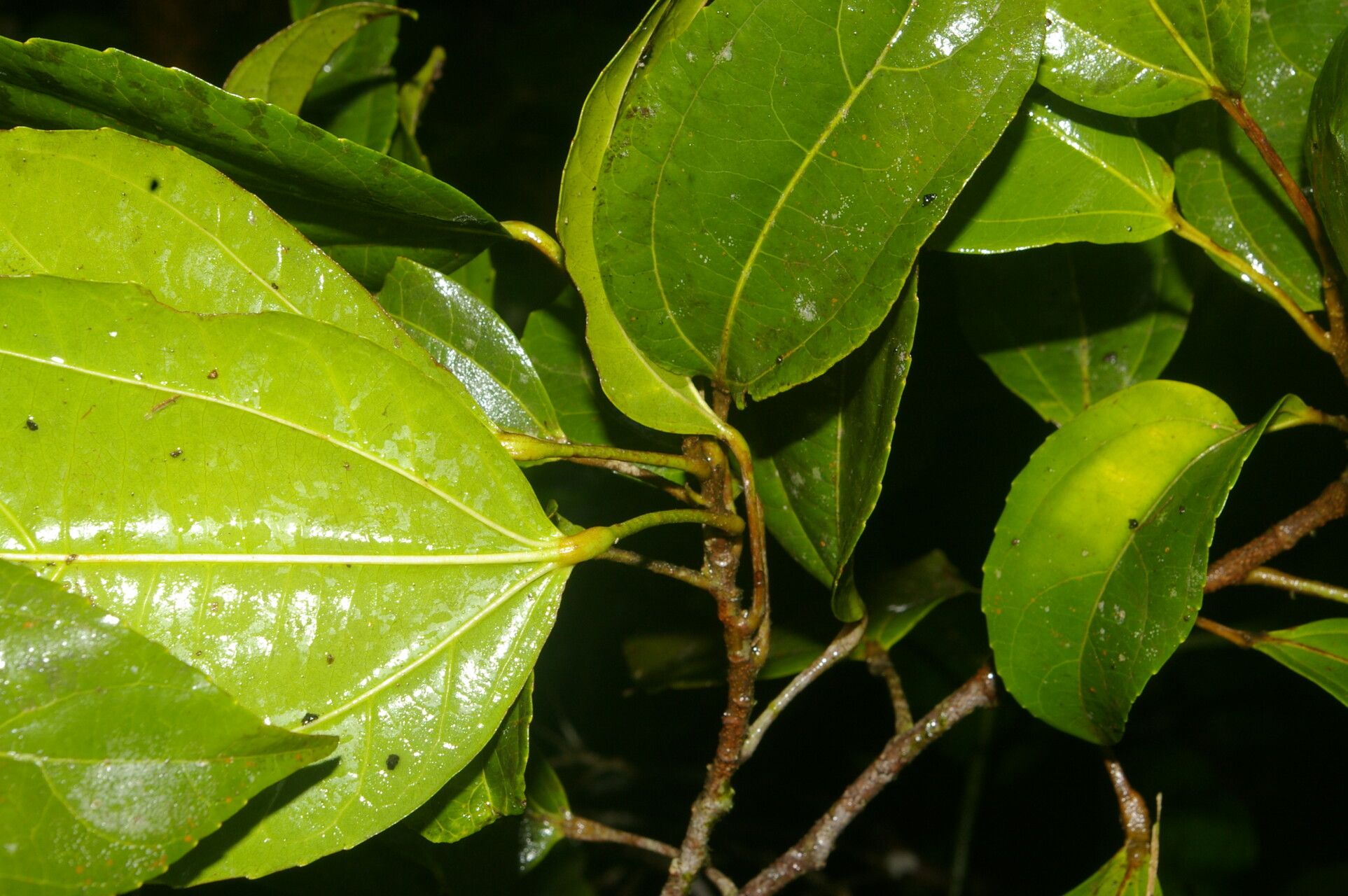 Pleuranthodendron lindenii leaf
