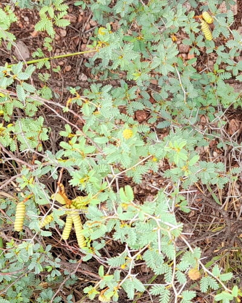 Prosopis reptans habit