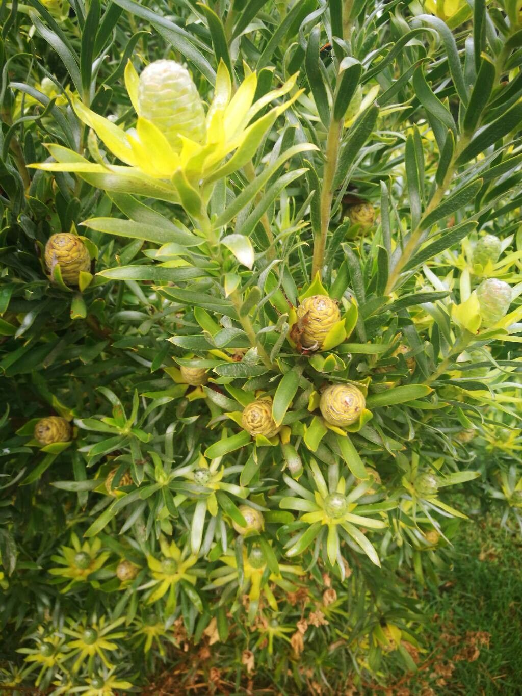 Leucadendron strobilinum flower