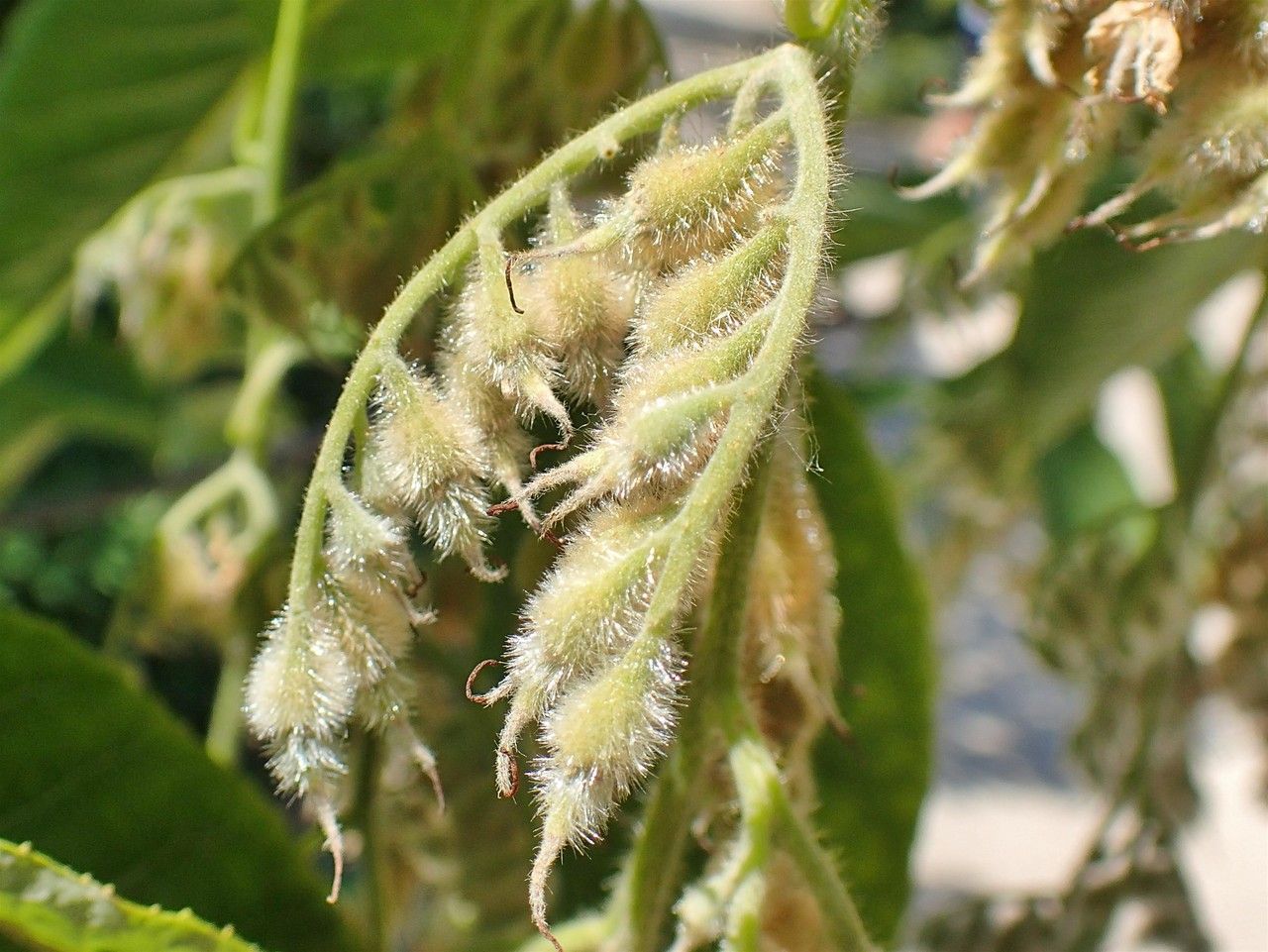 Pterostyrax hispidus fruit