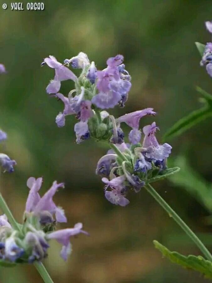 Nepeta curviflora — search result for 'Nepeta'