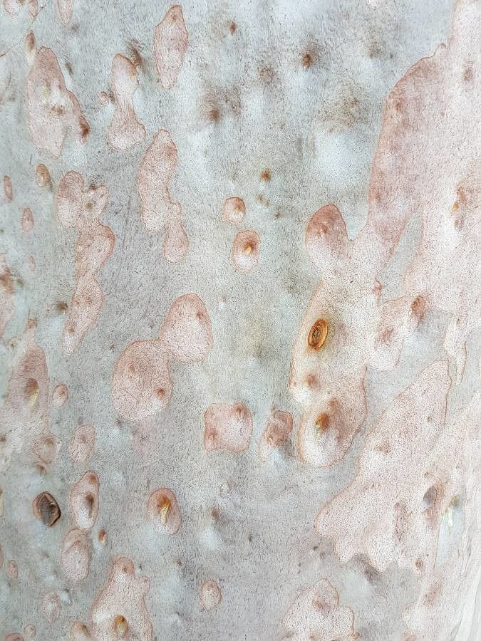 Angophora costata bark