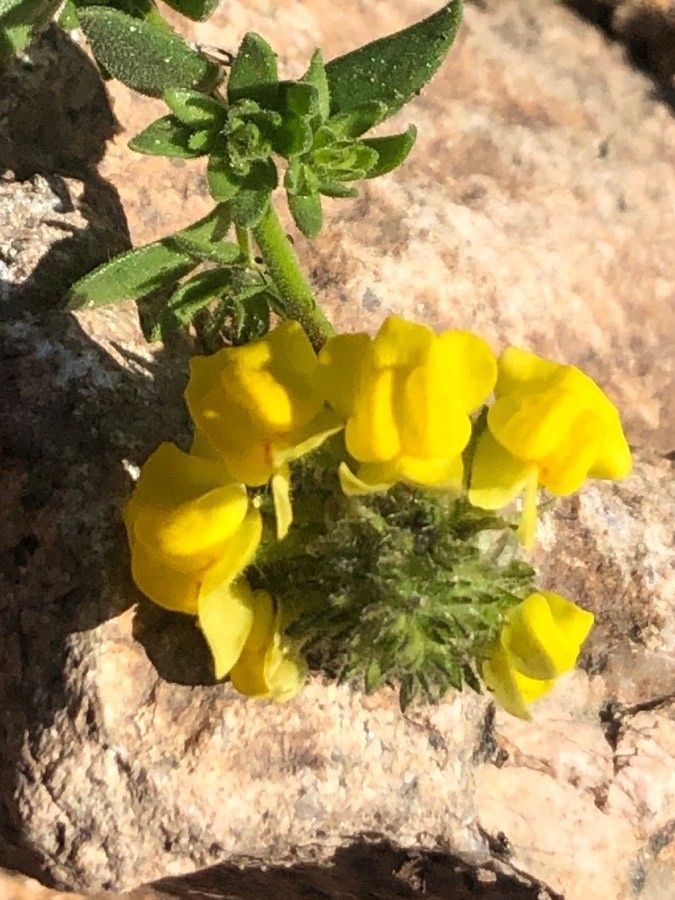 Linaria saxatilis flower
