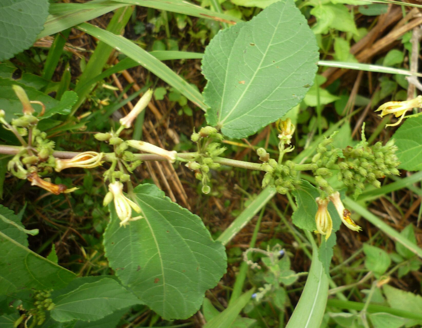 Triumfetta pilosa fruit