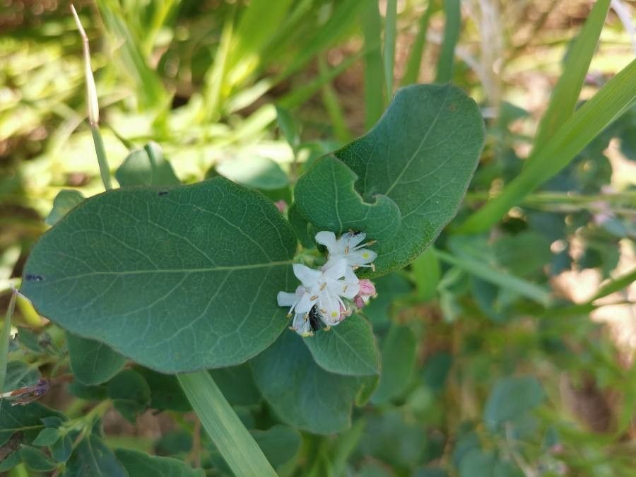 Symphoricarpos occidentalis flower