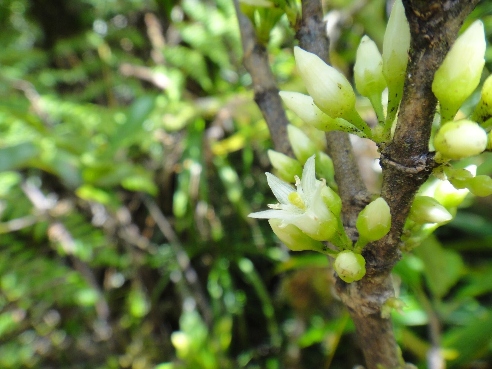 Geniostoma glaucescens flower