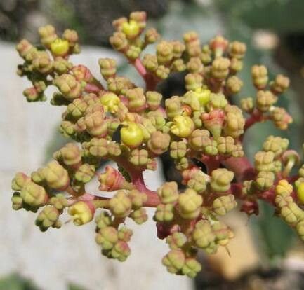 Cyphostemma seitzianum flower