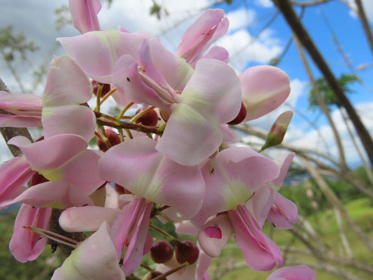Gliricidia sepium flower