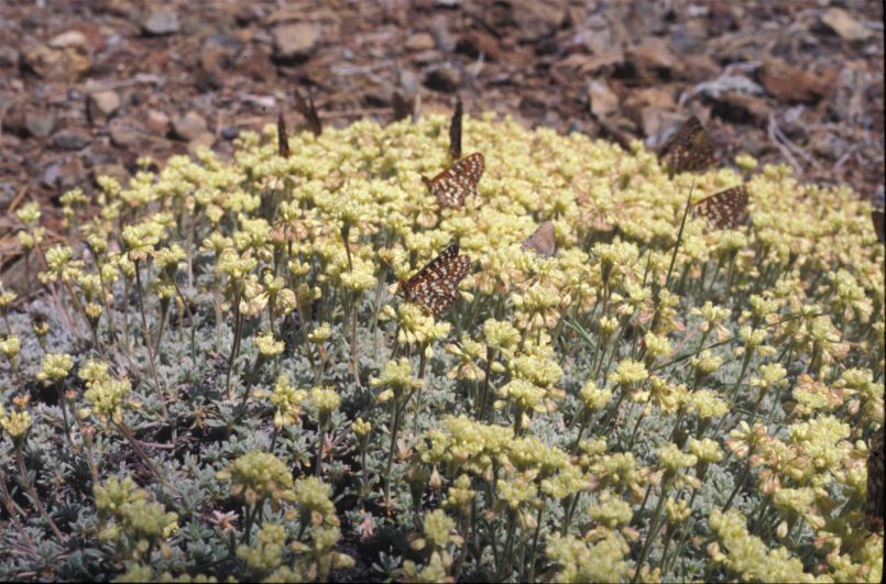 Eriogonum kelloggii — search result for 'Eriogonum'