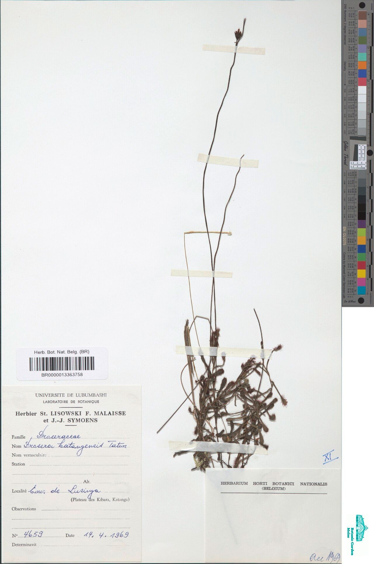 Drosera katangensis — search result for 'Drosera'