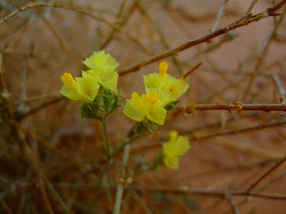 Limonium bonduellei — houseplant care guide