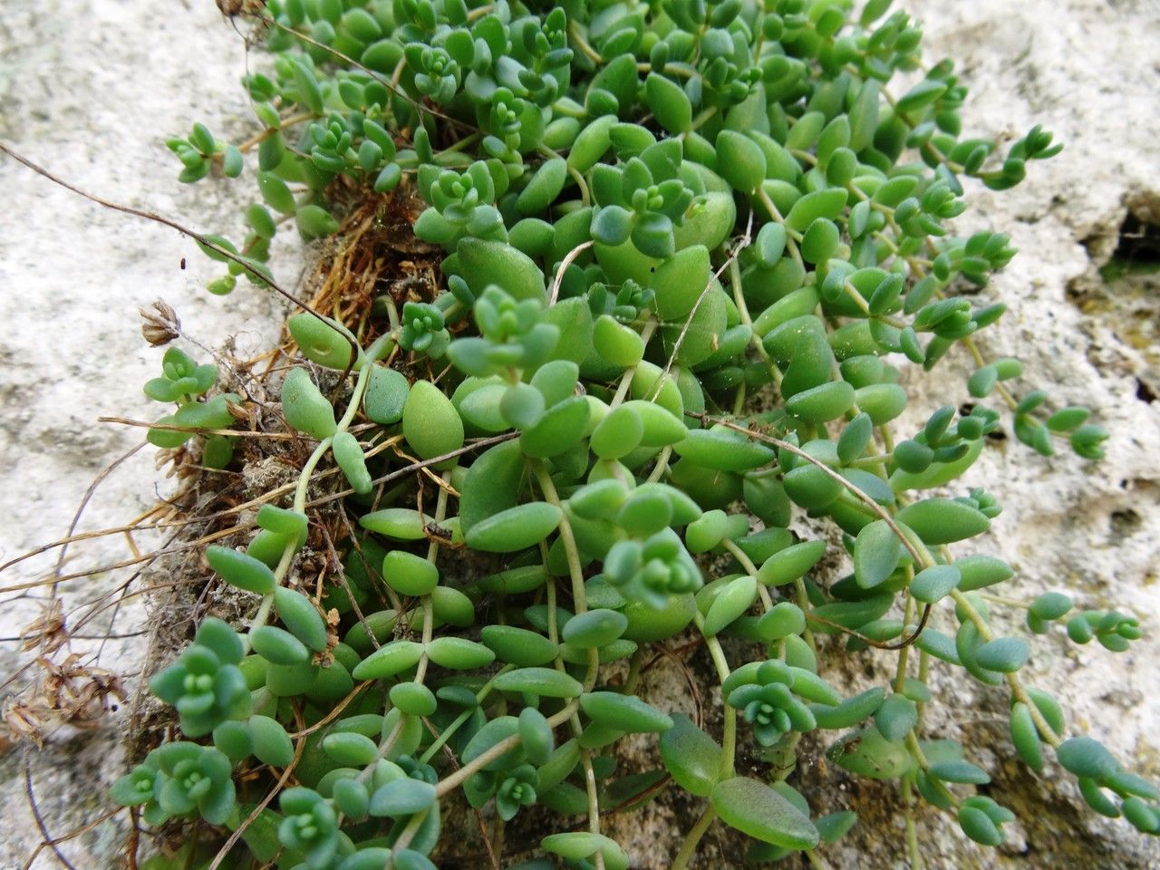 Sedum dasyphyllum — search result for 'Sedum'