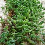 Sedum dasyphyllum