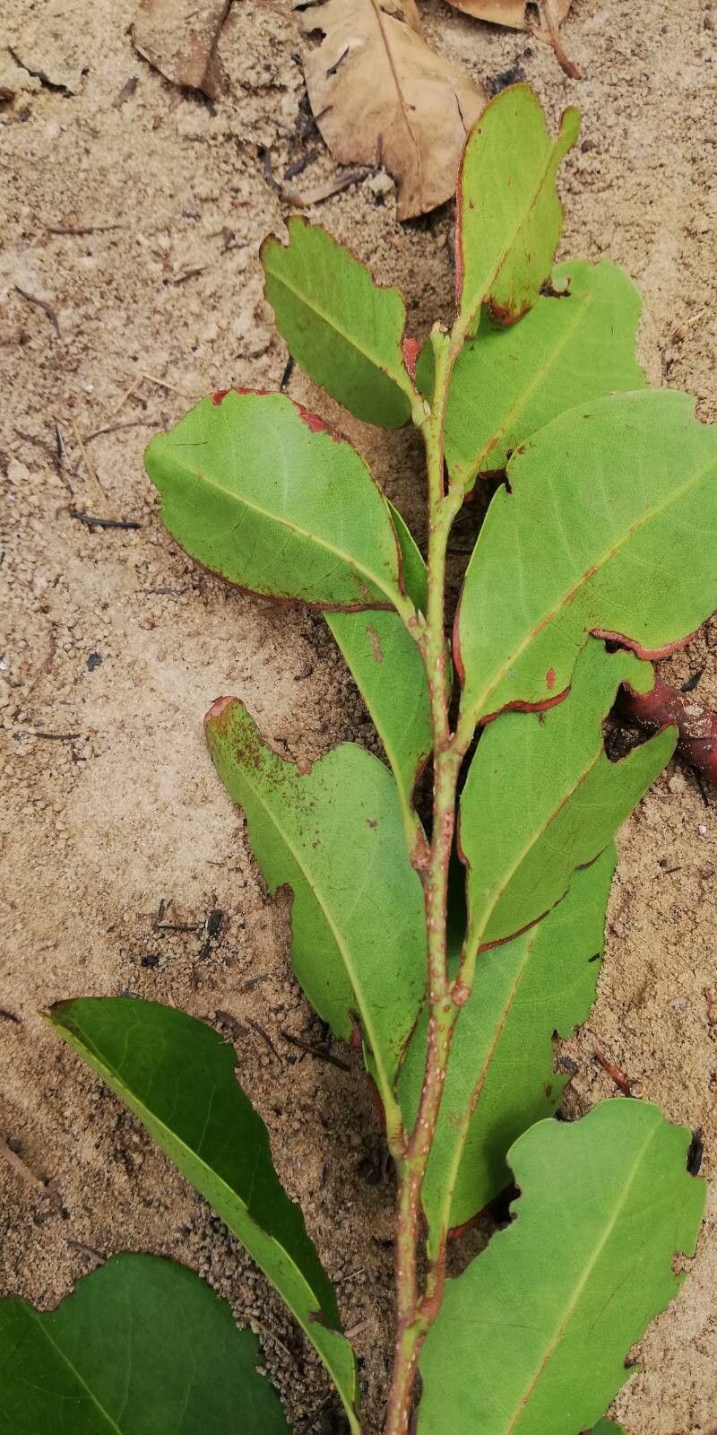 Cleistanthus polystachyus leaf