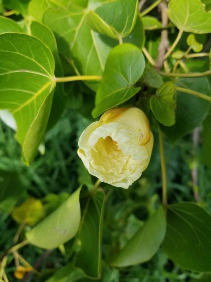 Thespesia populnea flower