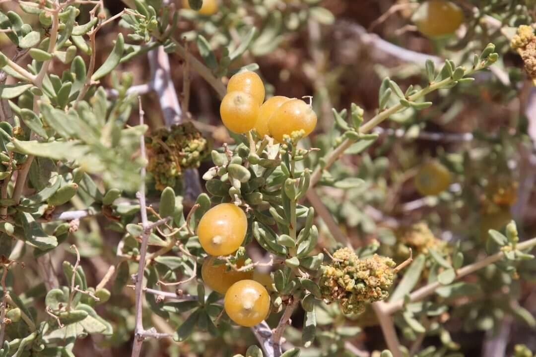 Lycium intricatum fruit