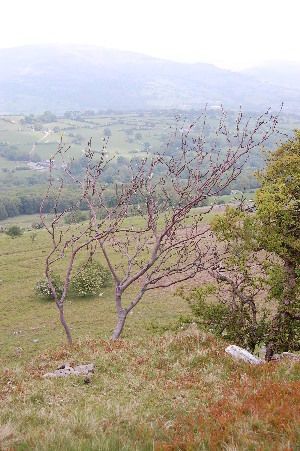 Sorbus rupicola habit