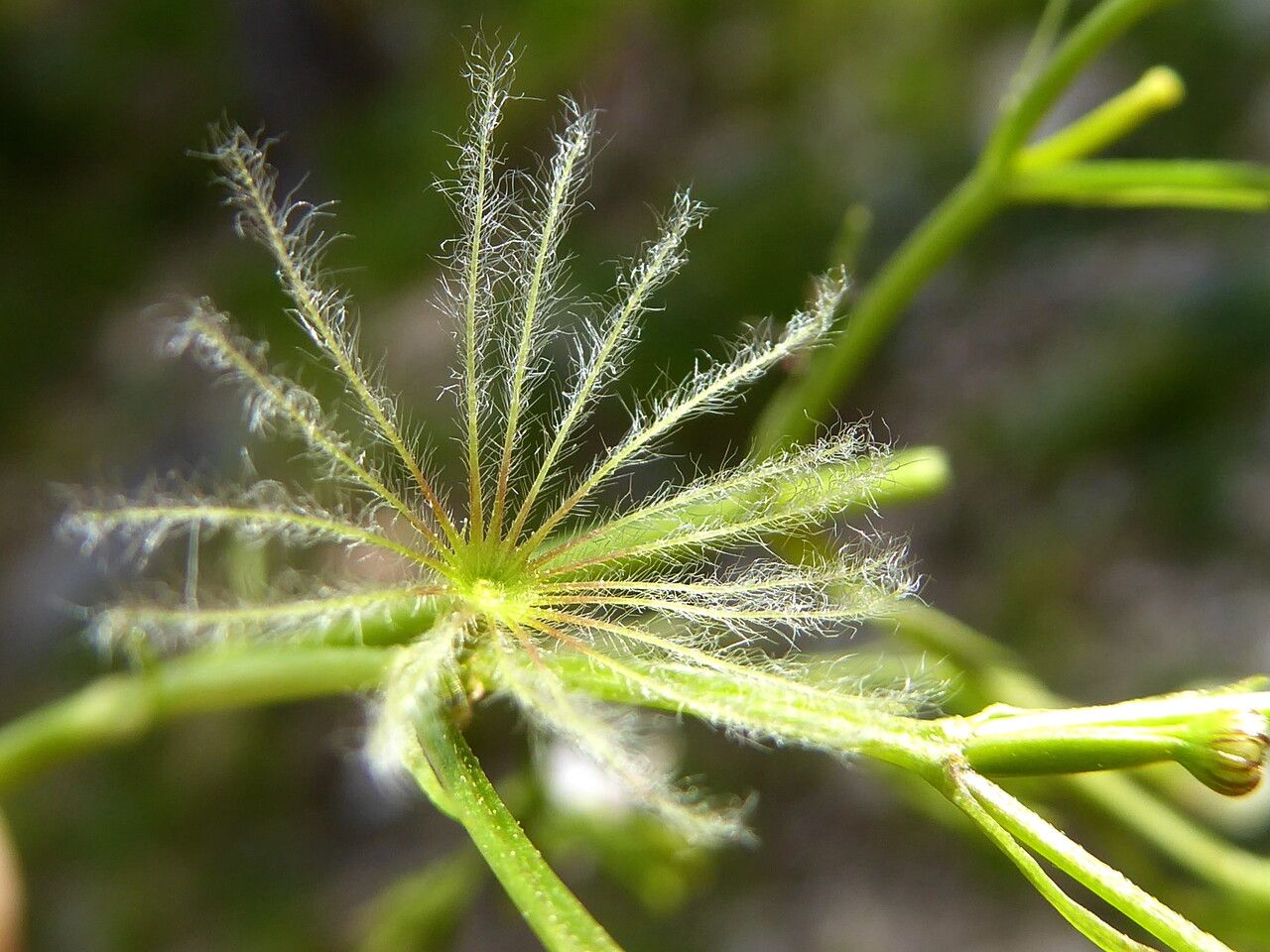 Valeriana montana fruit