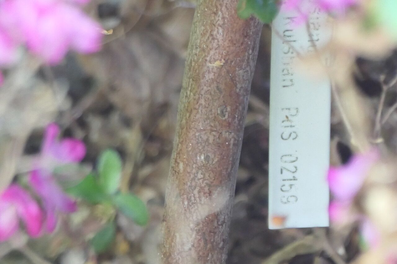 Rhododendron kiusianum bark