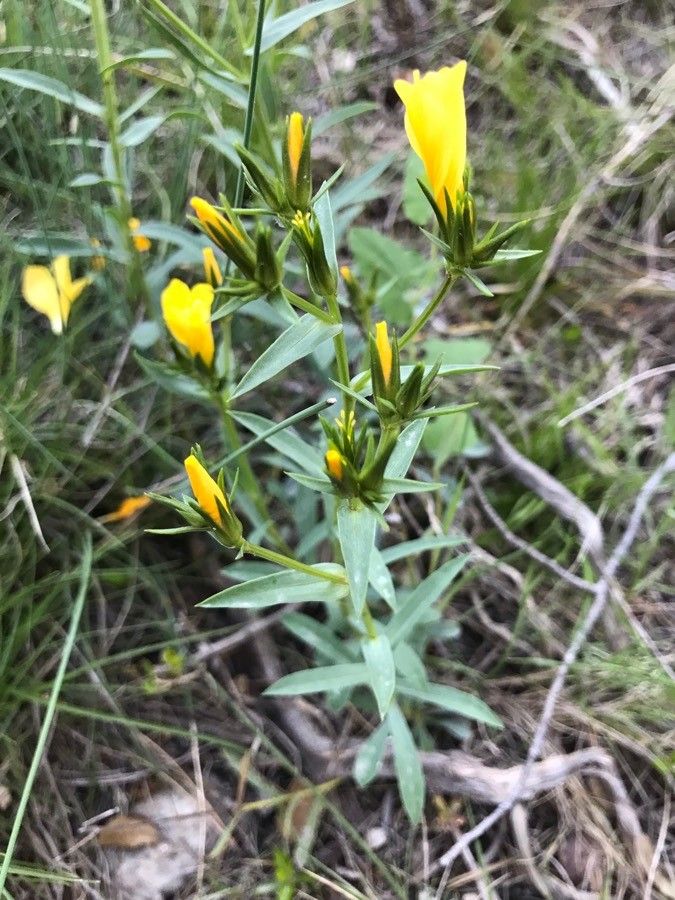 Linum campanulatum — search result for 'Linaceae'
