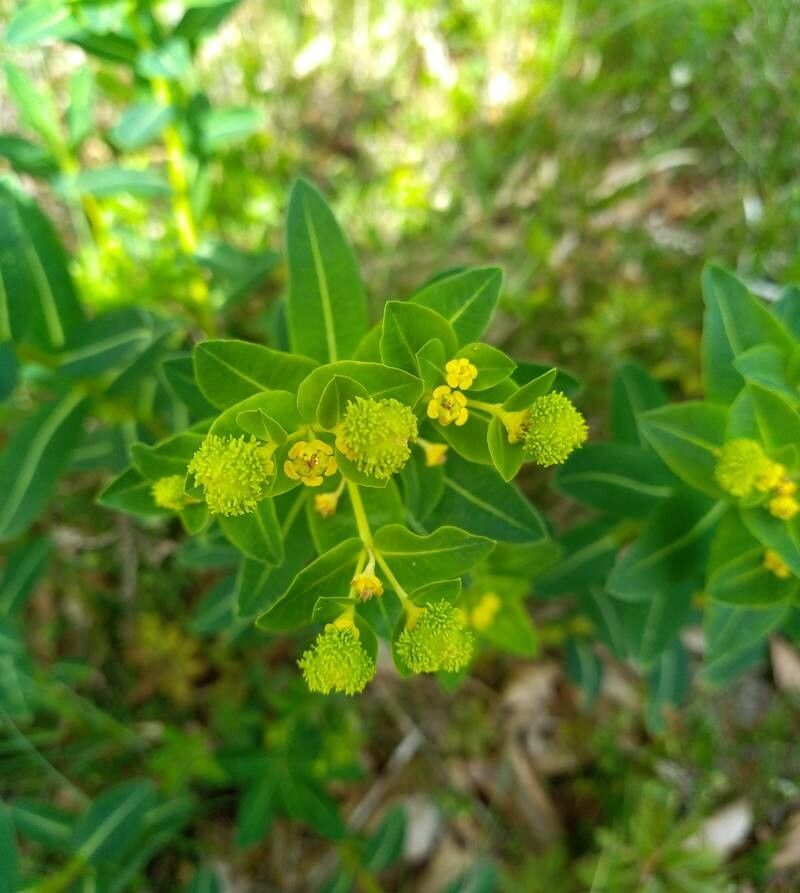 Euphorbia hyberna fruit