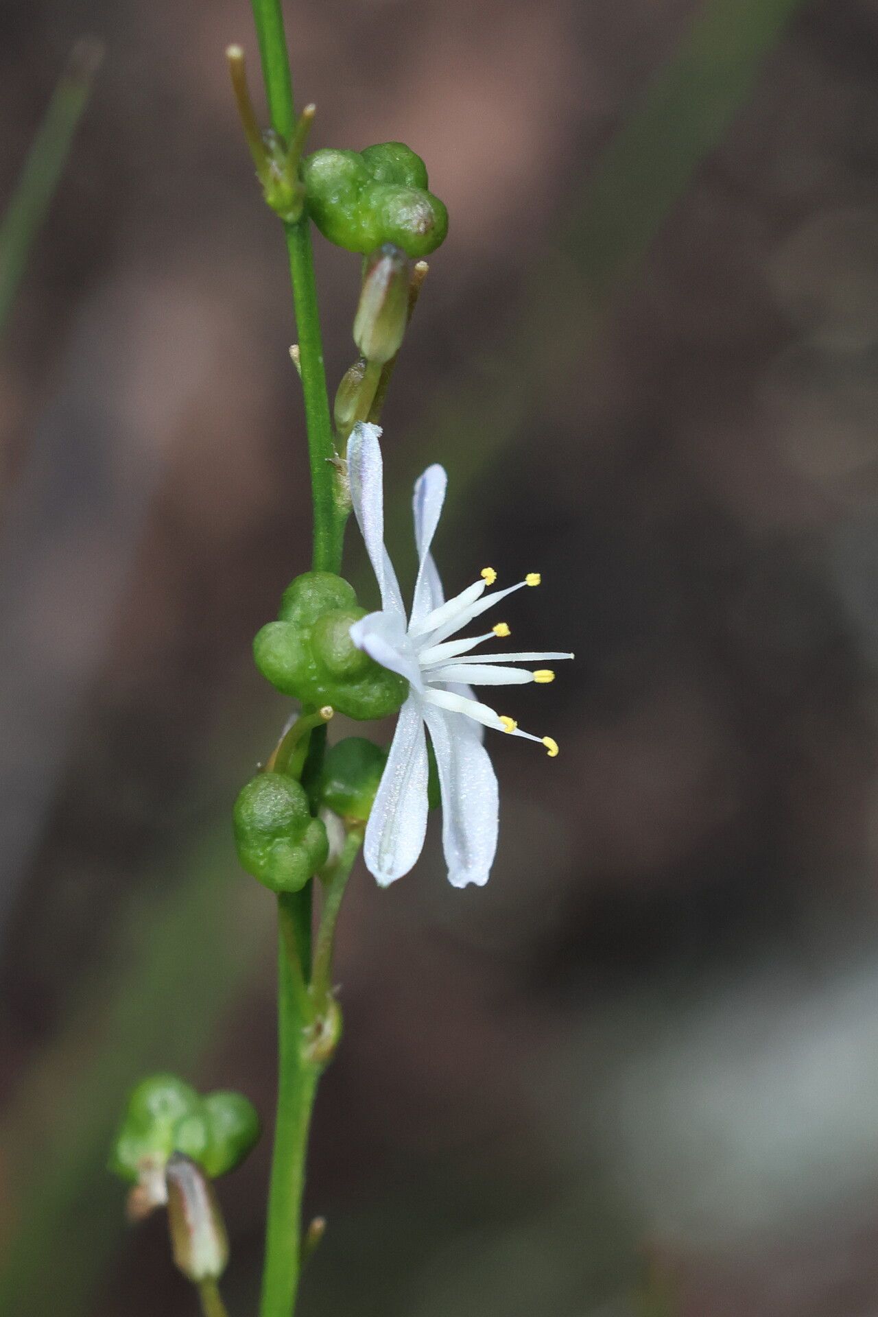 Caesia parviflora flower