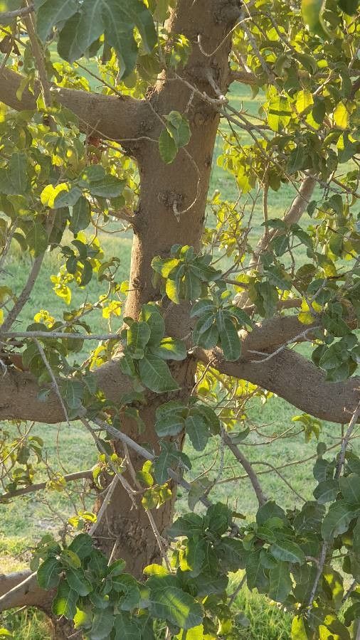 Schinus latifolius bark