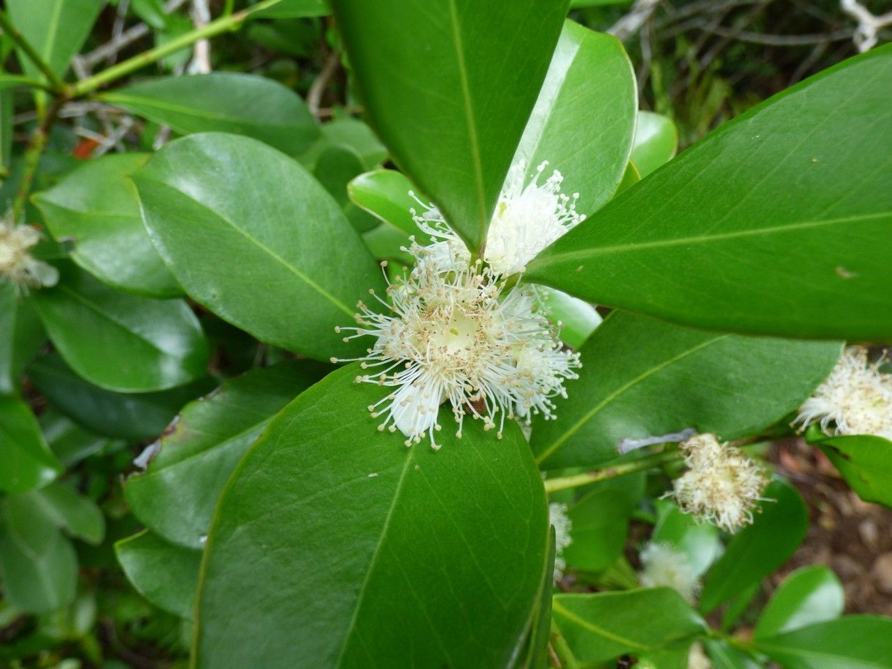 Psidium guineense flower