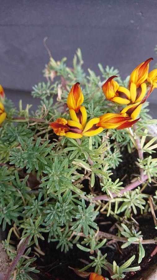 Lotus maculatus flower