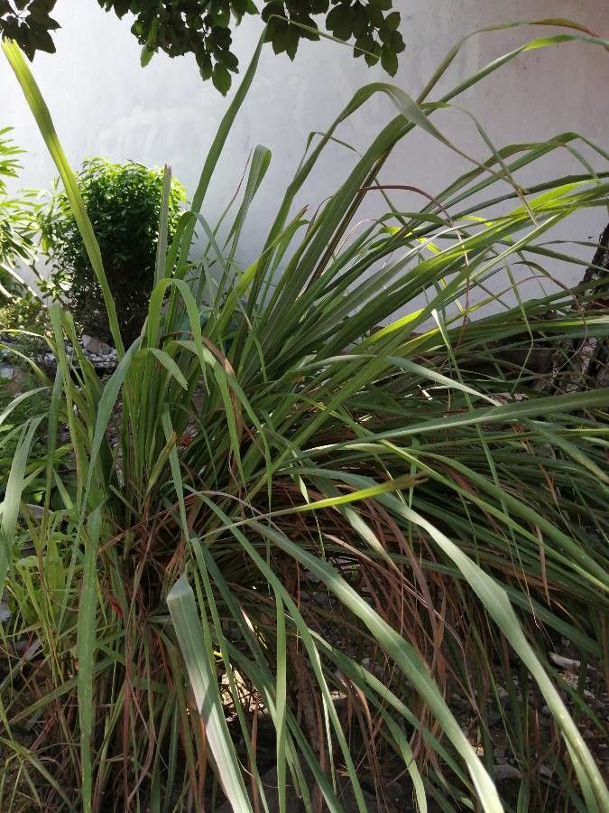 Cymbopogon nardus bark