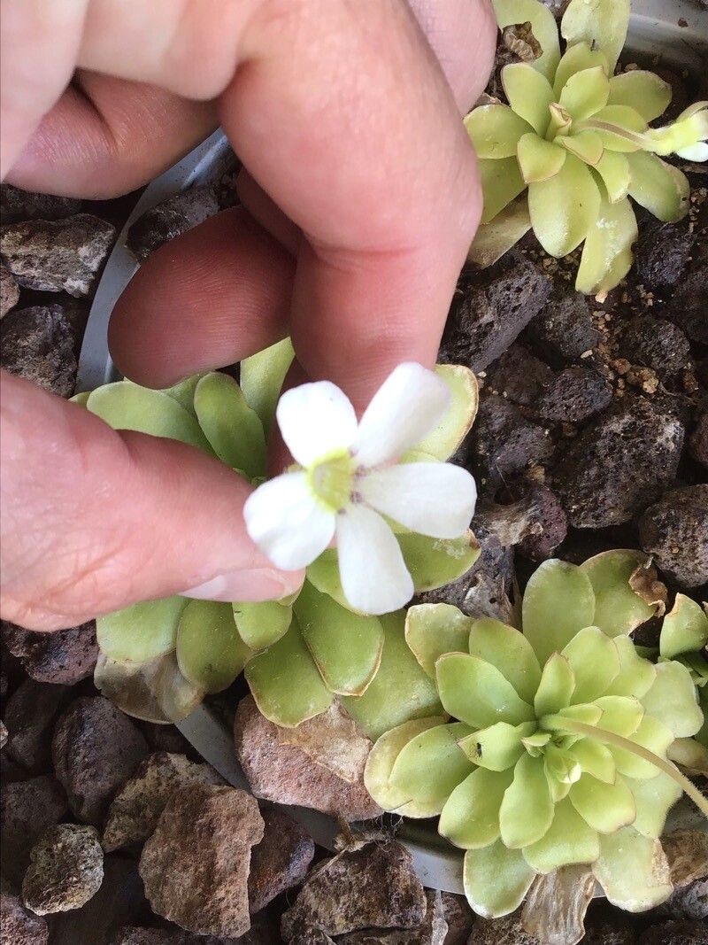 Pinguicula ibarrae flower