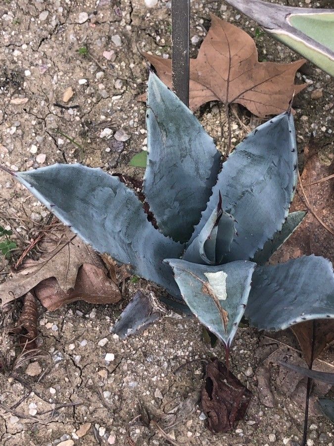 Manfreda scabra — related species from the same genus