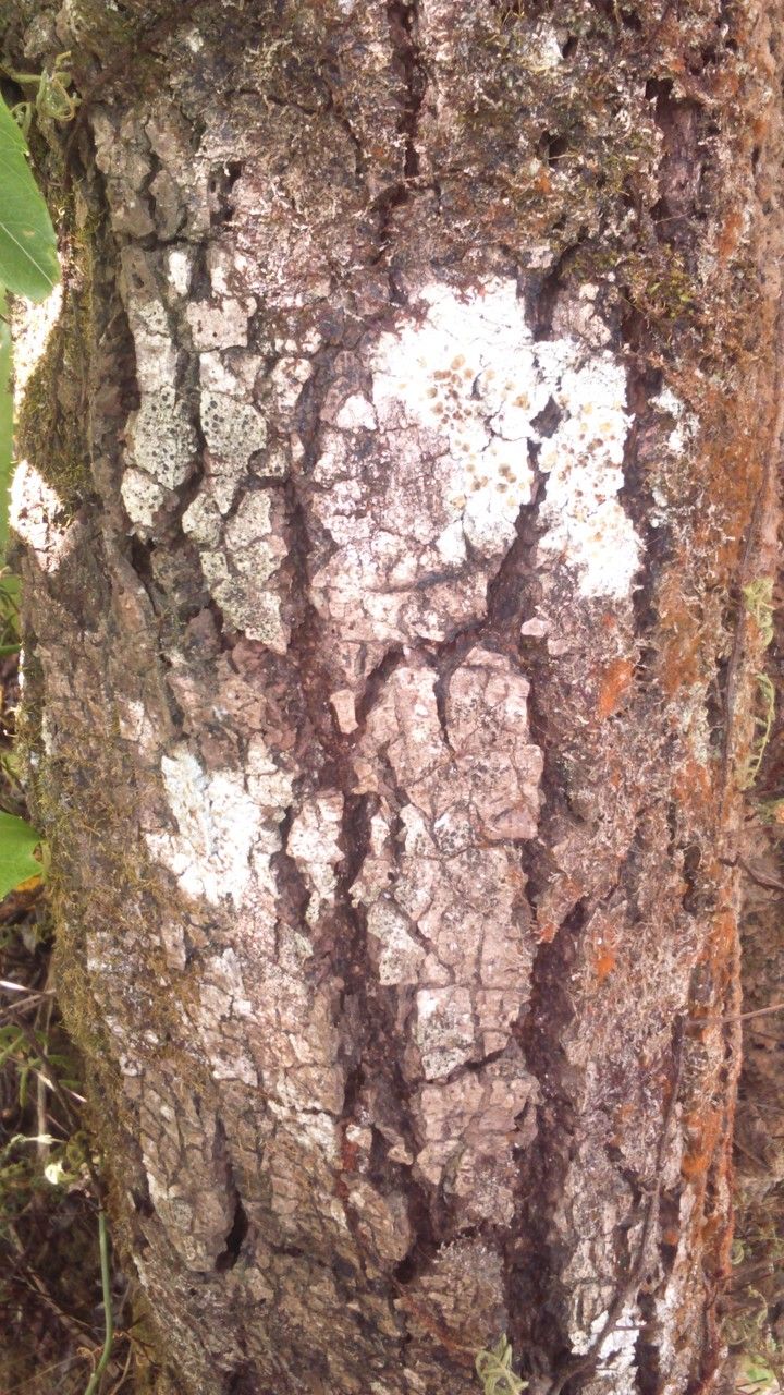 Pterophylla comorensis bark