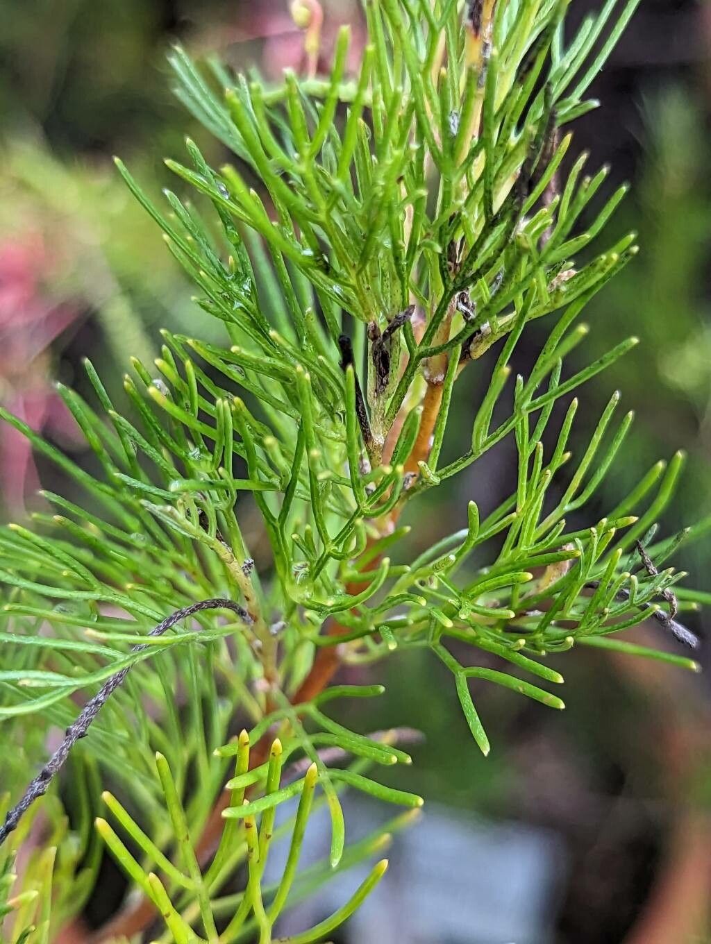 Grevillea thelemanniana leaf