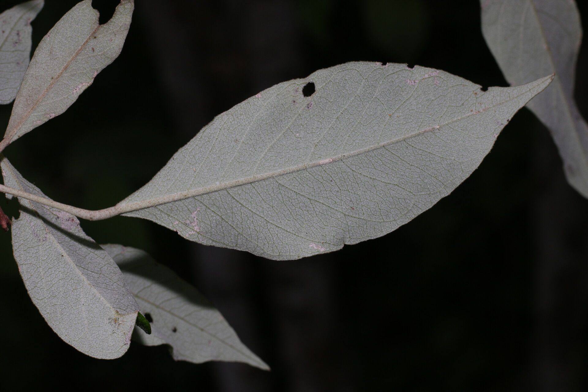 Quadrella morenoi — related species from the same genus