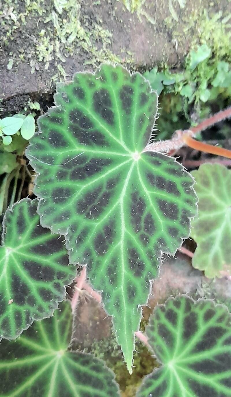 Begonia chrysantha — houseplant care guide