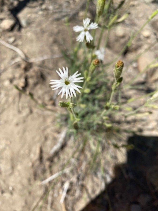 Silene sargentii flower