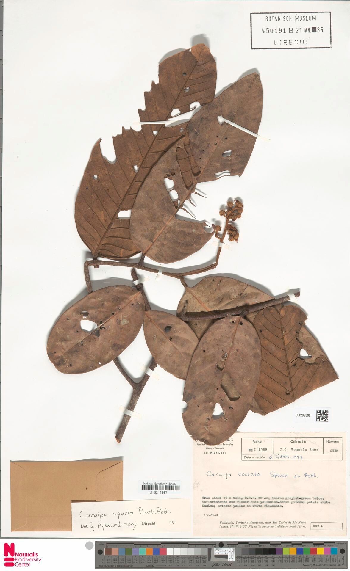 Caraipa costata leaf