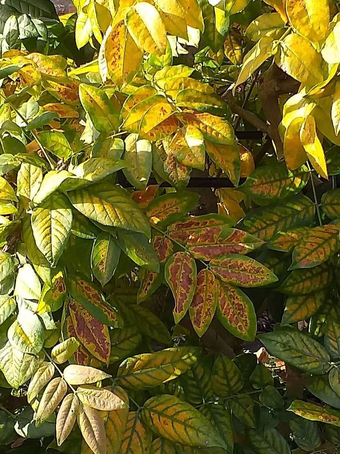Wisteria brachybotrys leaf