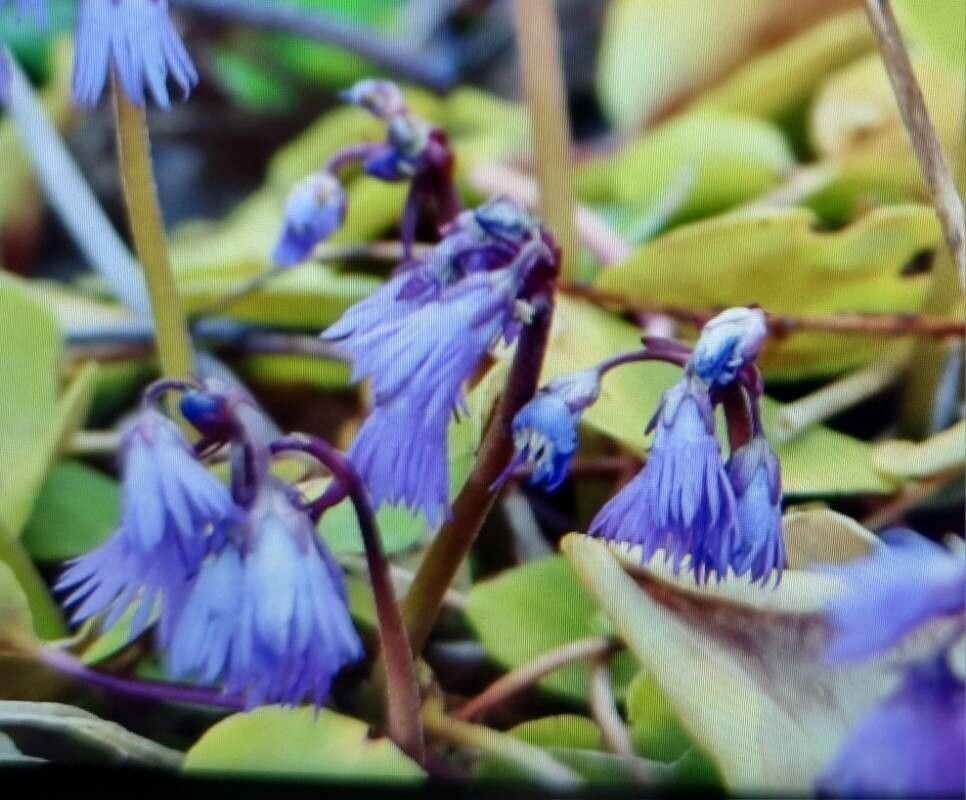 Soldanella hungarica flower
