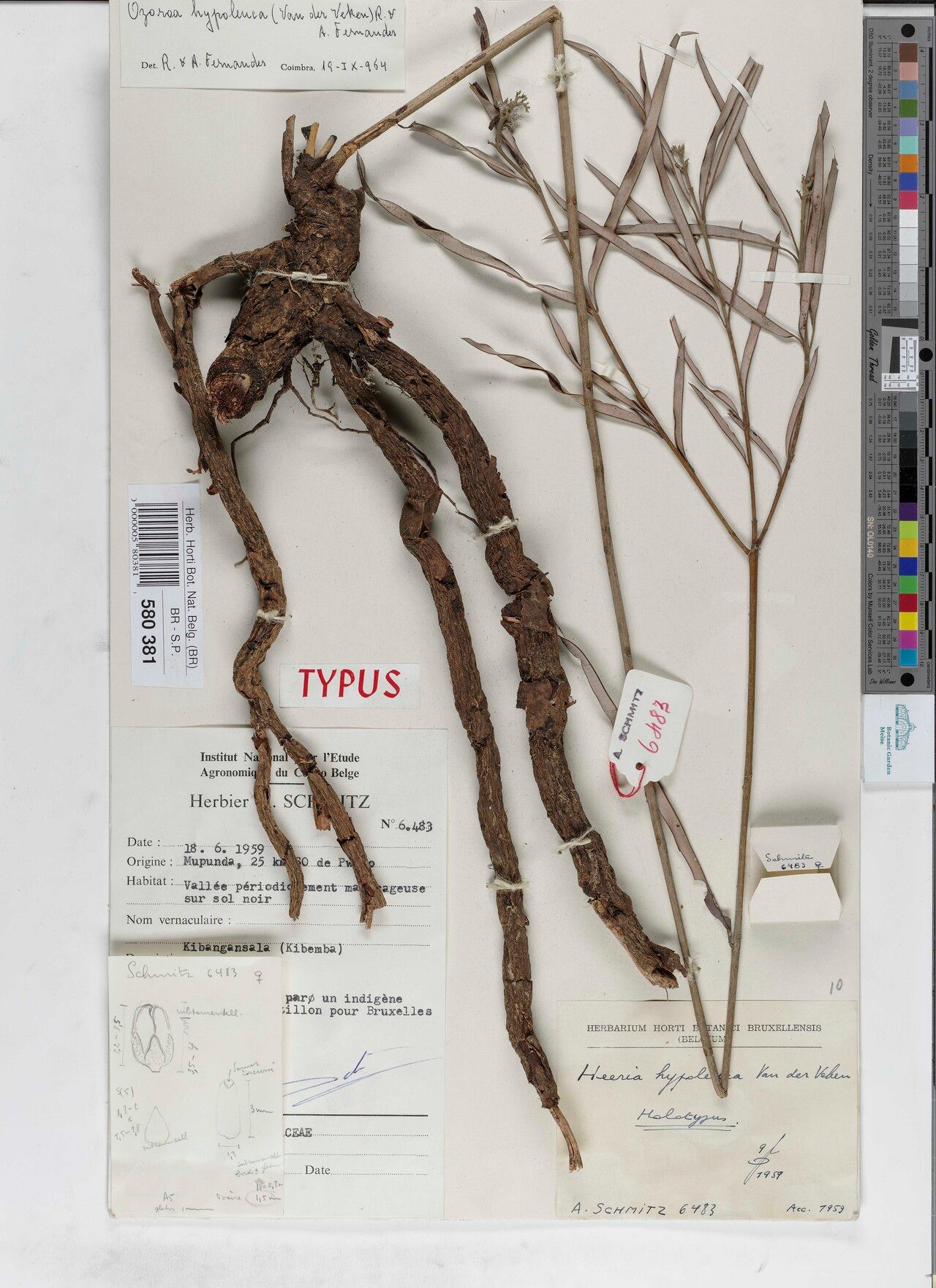 Ozoroa hypoleuca — search result for 'Ozoroa'