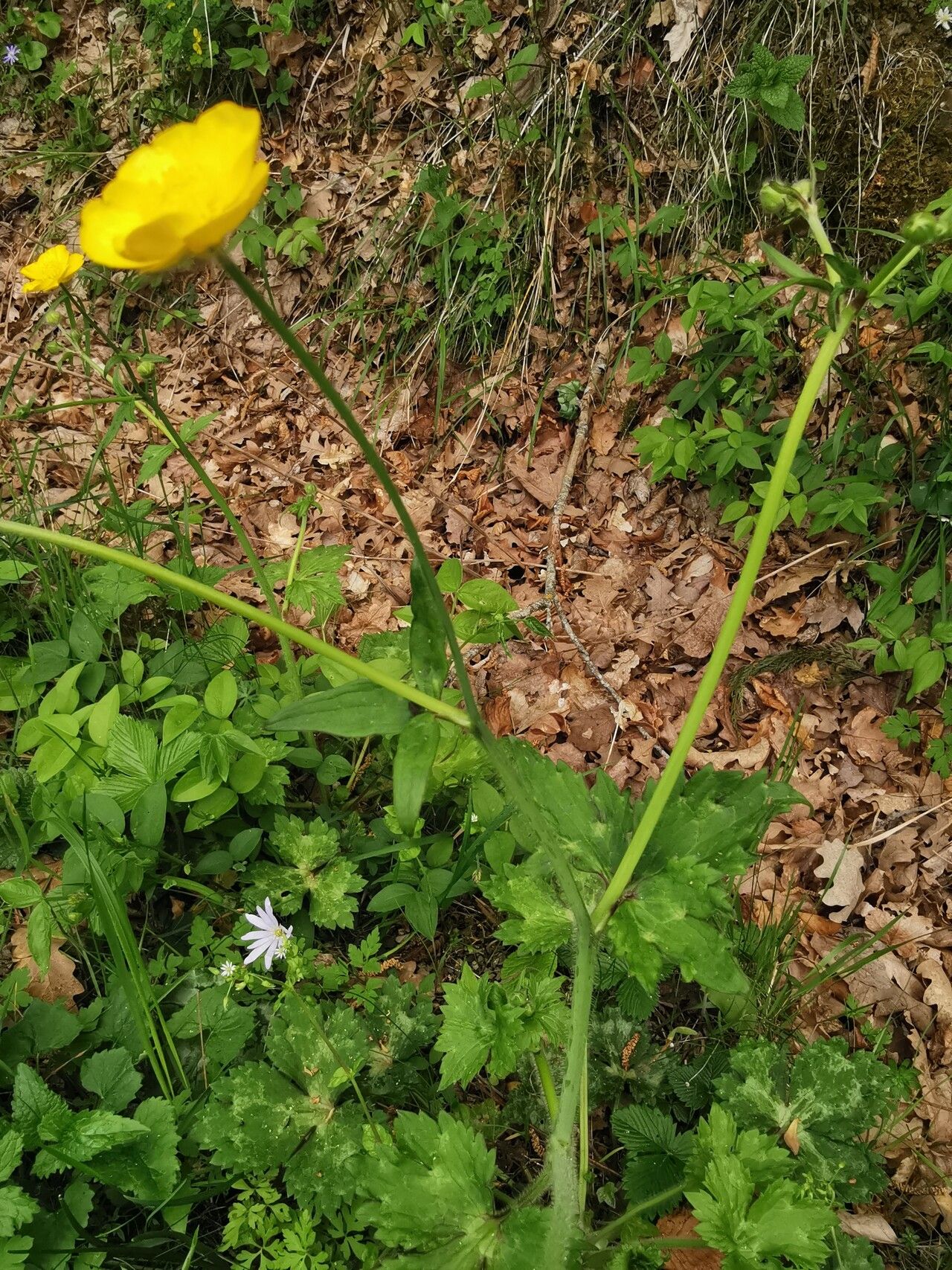 Ranunculus velutinus leaf
